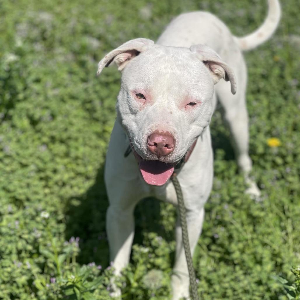 Yanick, a Adoptable mixed breed in Olathe, KS image 6/6