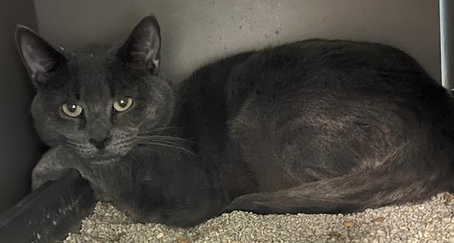 HOMER, Adoptable, Young Male Domestic Short Hair.