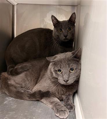 HOMER, Adoptable, Young Male Domestic Short Hair.