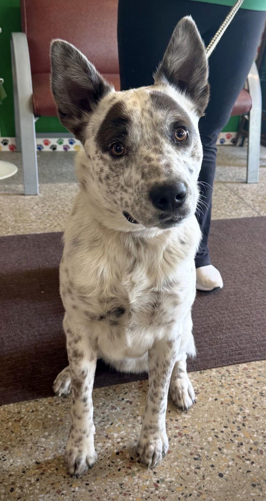 Enlarge Zorro, a Adoptable Australian Cattle Dog / Blue Heeler in Williamsburg, IA image 1/2