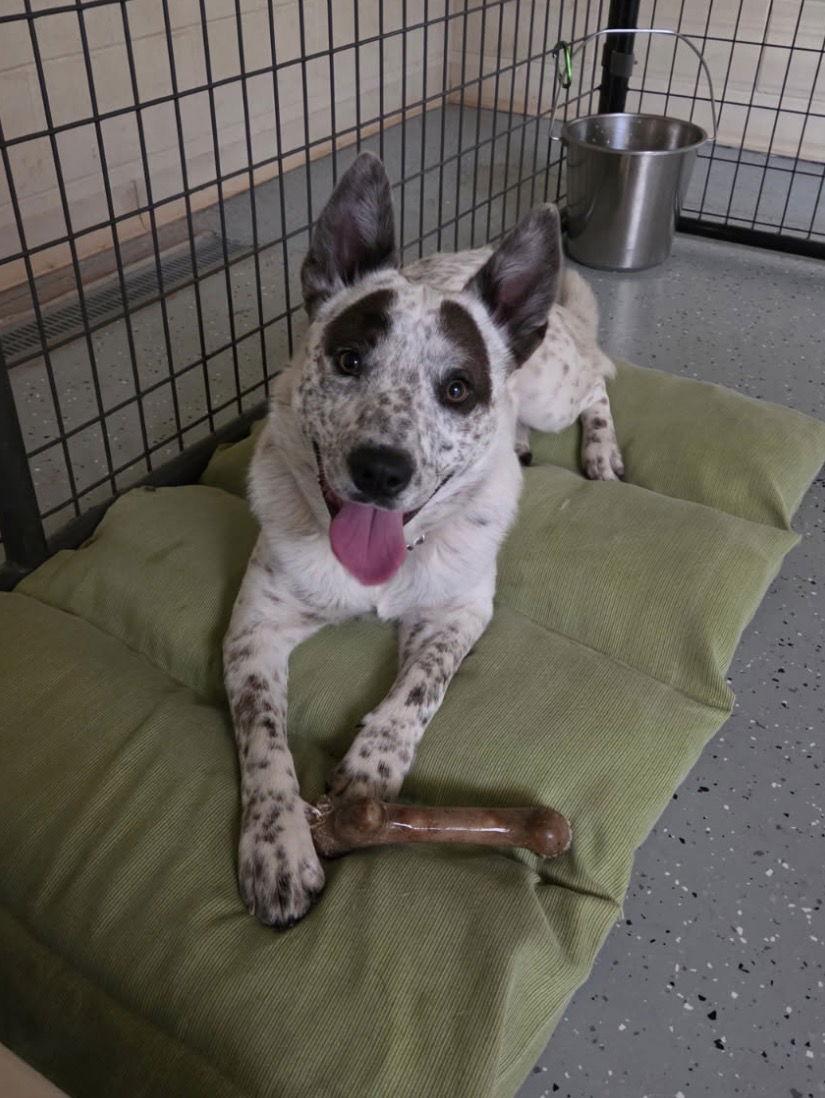 Enlarge Zorro, a Adoptable Australian Cattle Dog / Blue Heeler in Williamsburg, IA image 2/2