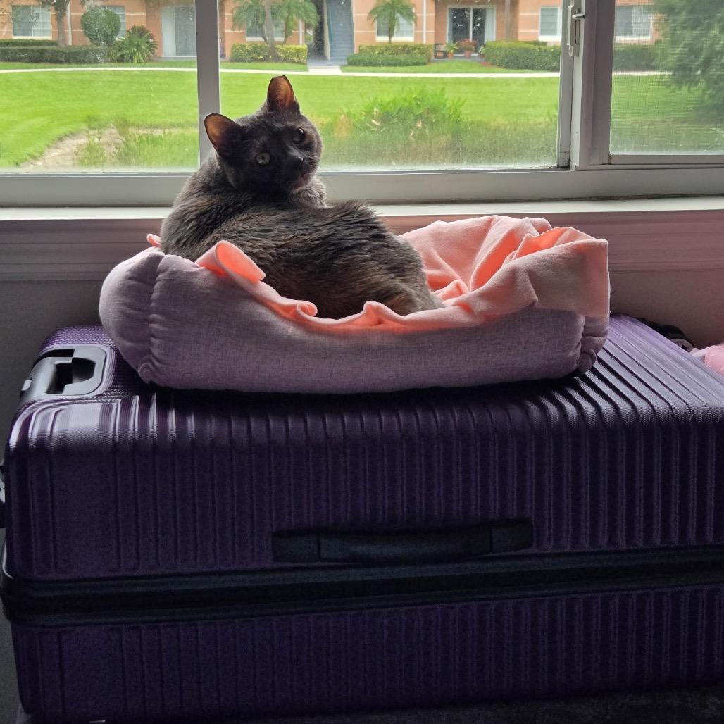 Lucky, a Adoptable Domestic Short Hair in Juno Beach, FL image 1/6