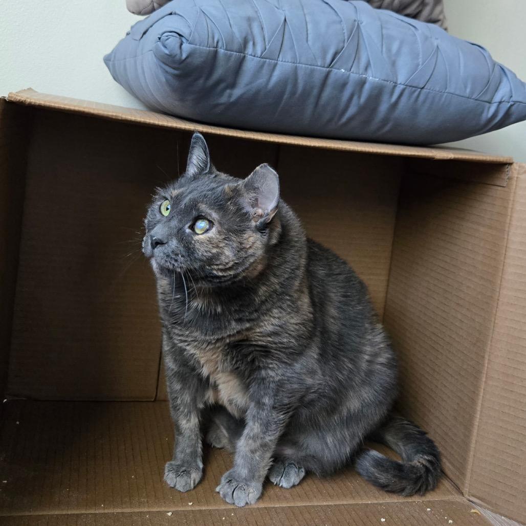 Lucky, a Adoptable Domestic Short Hair in Juno Beach, FL image 3/6