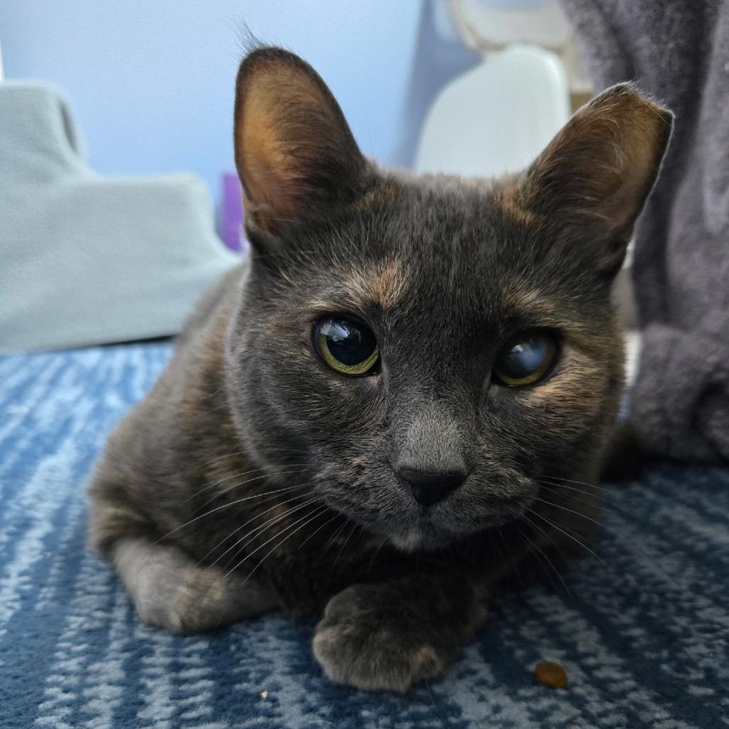 Lucky, a Adoptable Domestic Short Hair in Juno Beach, FL image 6/6