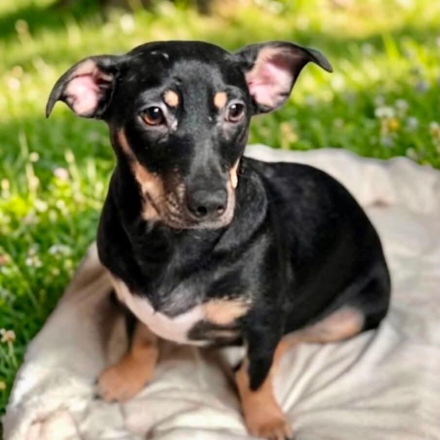 Enlarge Jack (Bonded with Sheldon), a Adoptable mixed breed in San Diego, CA image 2/6