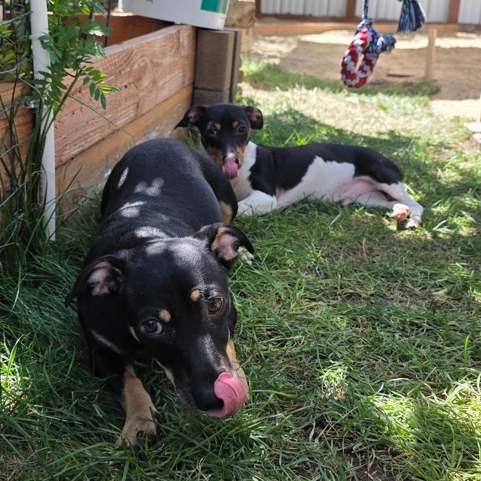 Enlarge Jack (Bonded with Sheldon), a Adoptable mixed breed in San Diego, CA image 5/6
