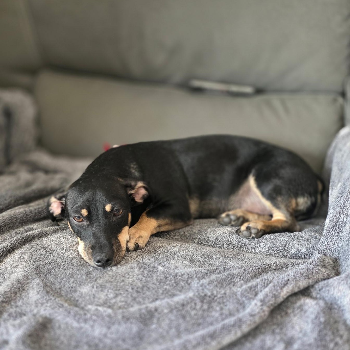 Enlarge Jack (Bonded with Sheldon), a Adoptable mixed breed in San Diego, CA image 6/6