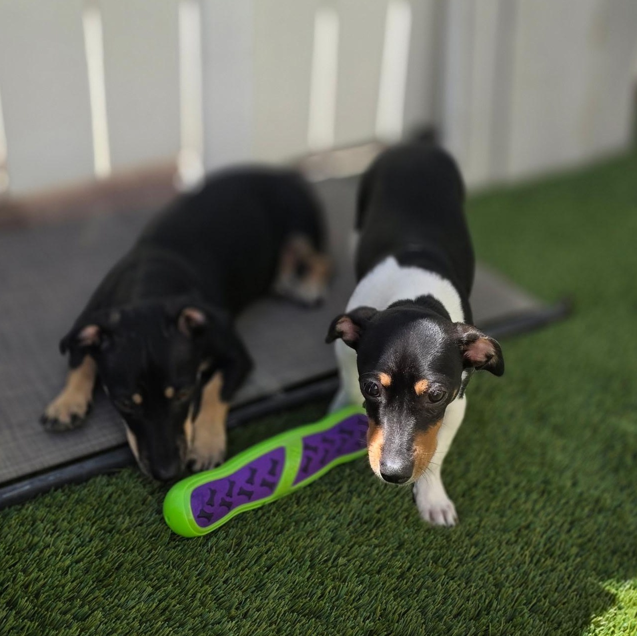 Enlarge Jack (Bonded with Sheldon), a Adoptable mixed breed in San Diego, CA image 4/6