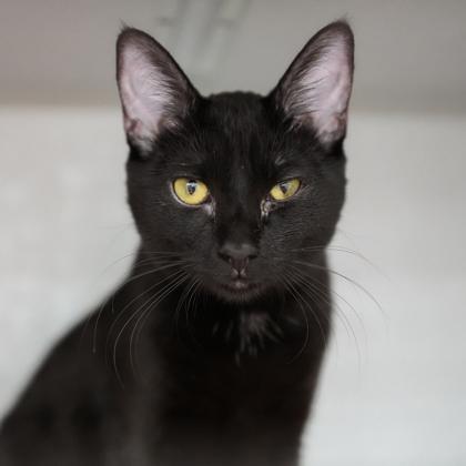 Concha, a Adoptable mixed breed in Atlanta, GA image 2/2