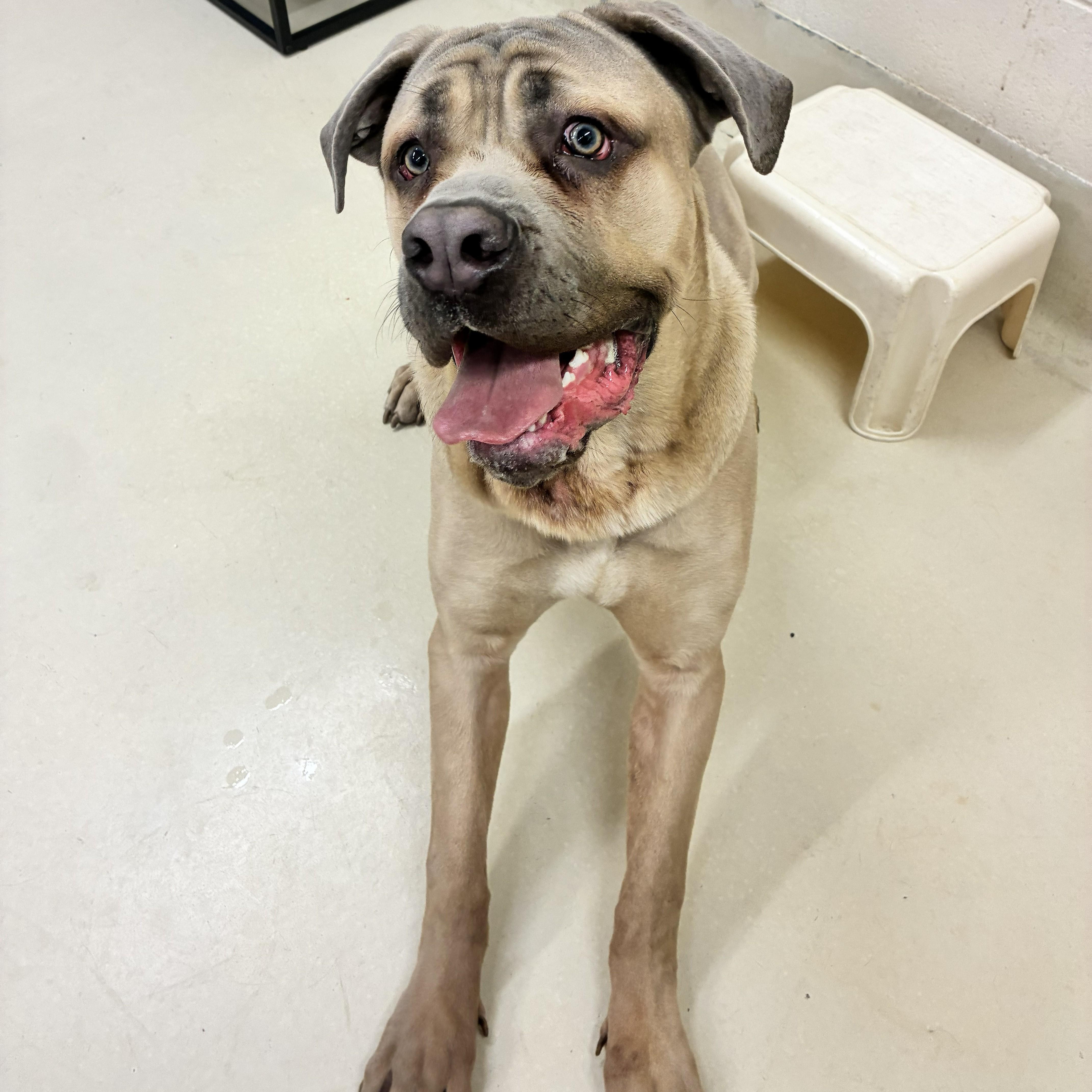 Enlarge Kane- #50424, a ADOPTABLE mixed breed in Columbia, MD image 1/2