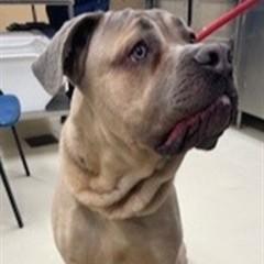 Enlarge Kane- #50424, a ADOPTABLE mixed breed in Columbia, MD image 2/2