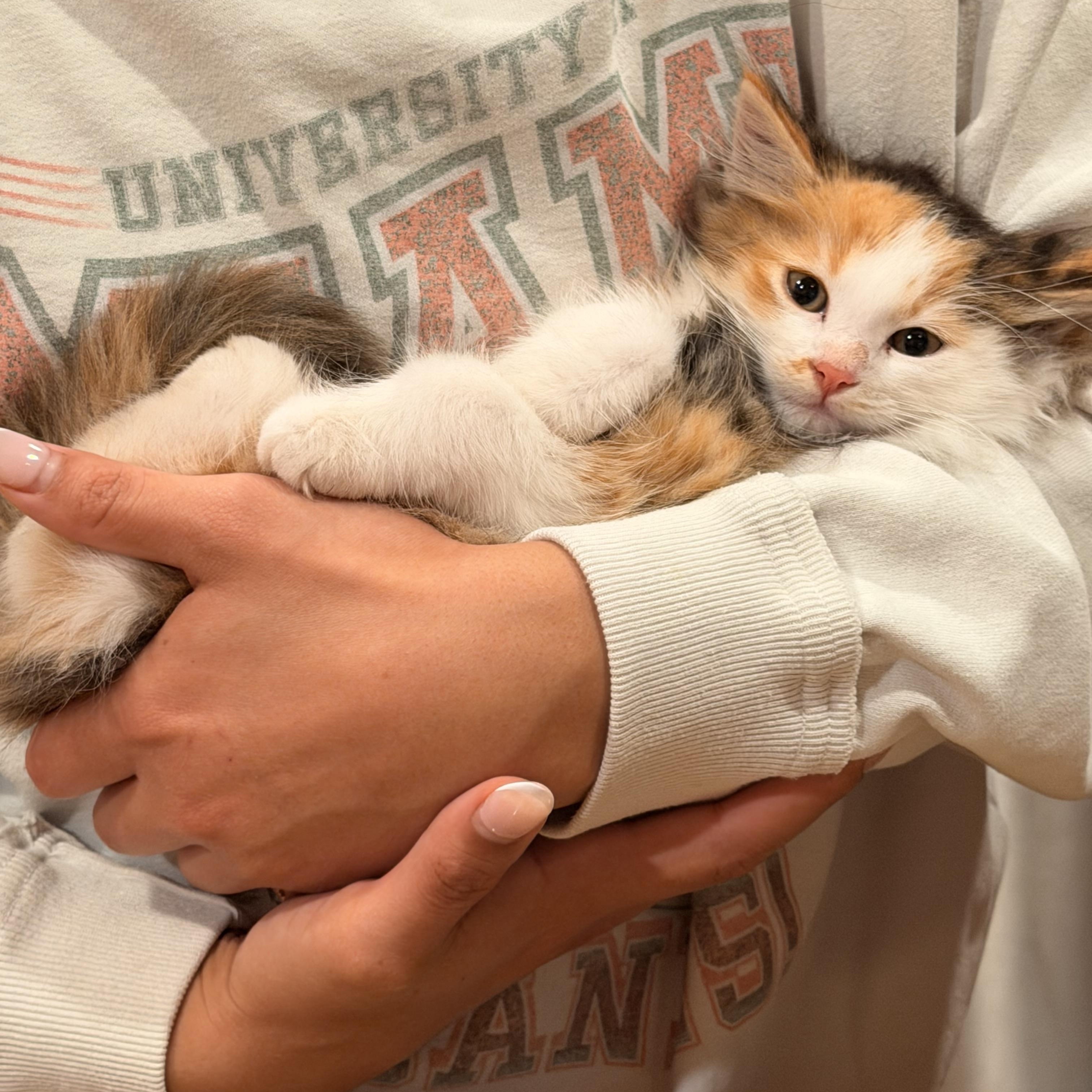 Paprika , ADOPTABLE, Kitten Female Domestic Long Hair.