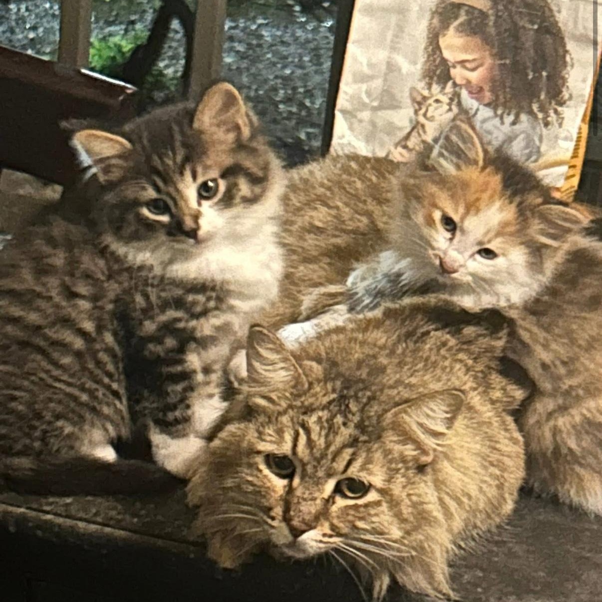 Enlarge Paprika , a ADOPTABLE Domestic Long Hair in Norco, CA image 4/5