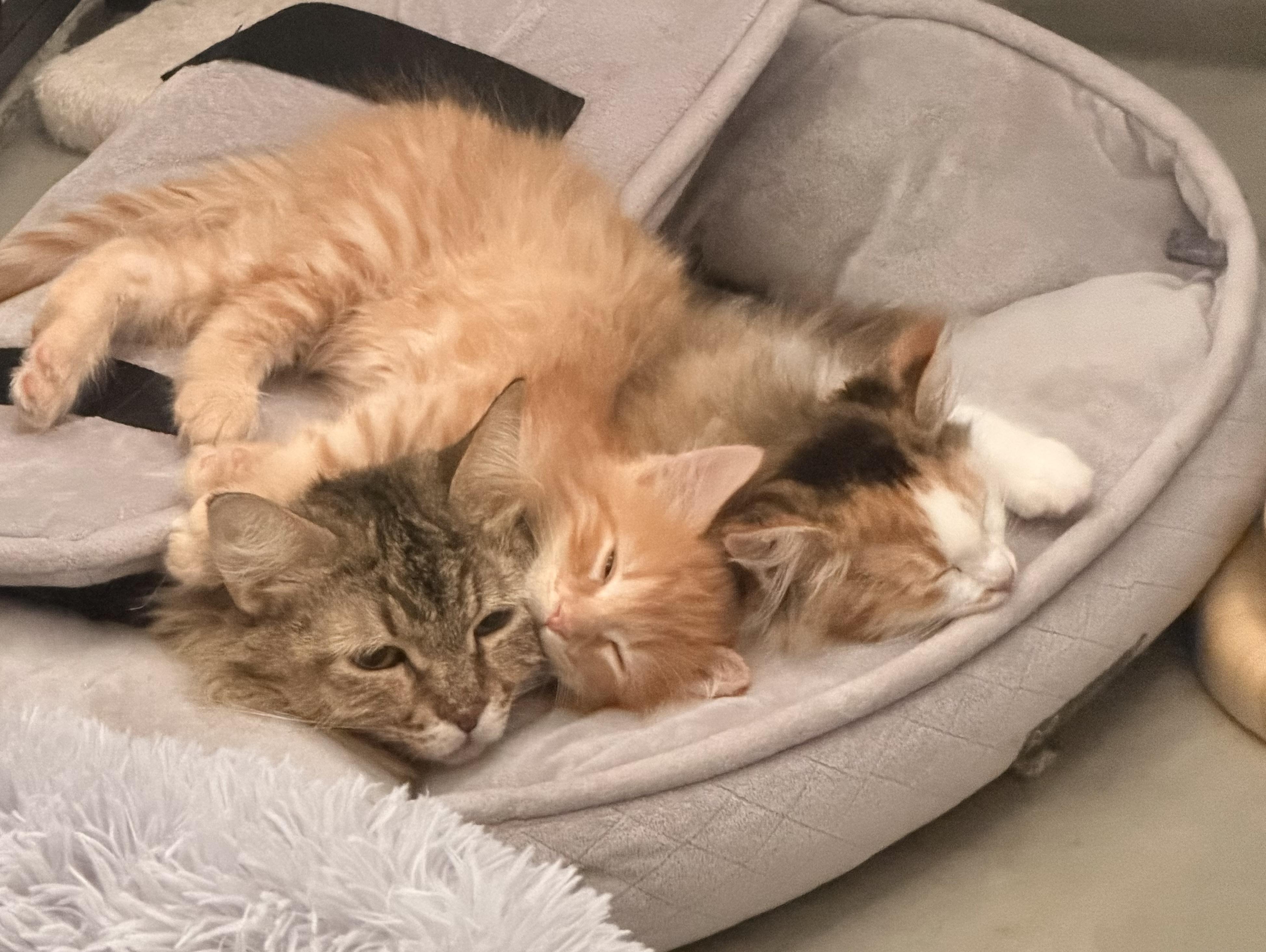 Enlarge Paprika , a ADOPTABLE Domestic Long Hair in Norco, CA image 3/5