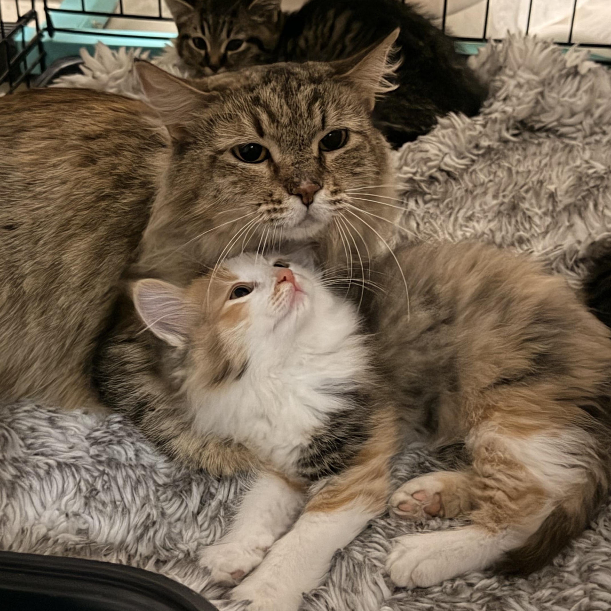 Enlarge Paprika , a ADOPTABLE Domestic Long Hair in Norco, CA image 5/5