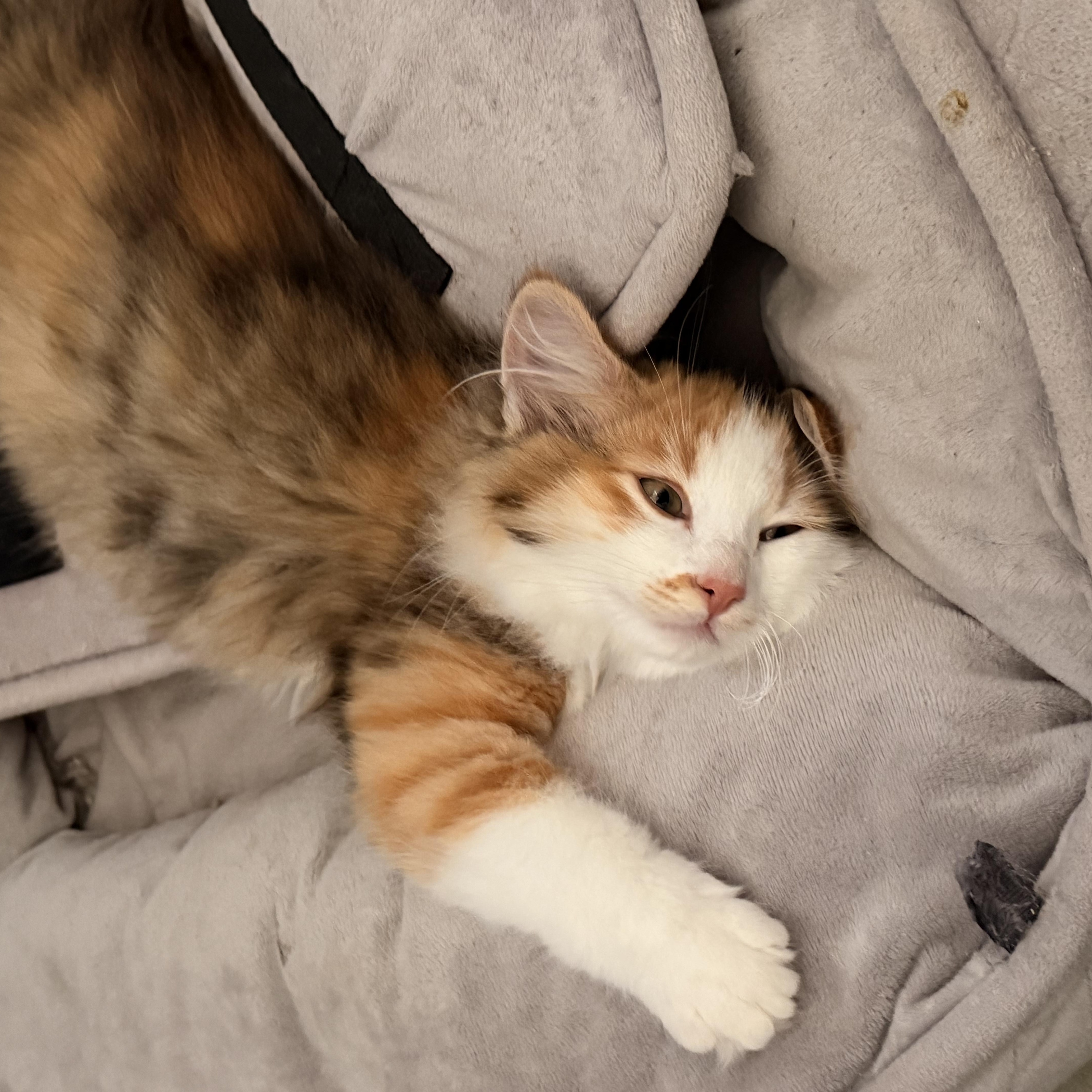 Enlarge Paprika , a ADOPTABLE Domestic Long Hair in Norco, CA image 2/5