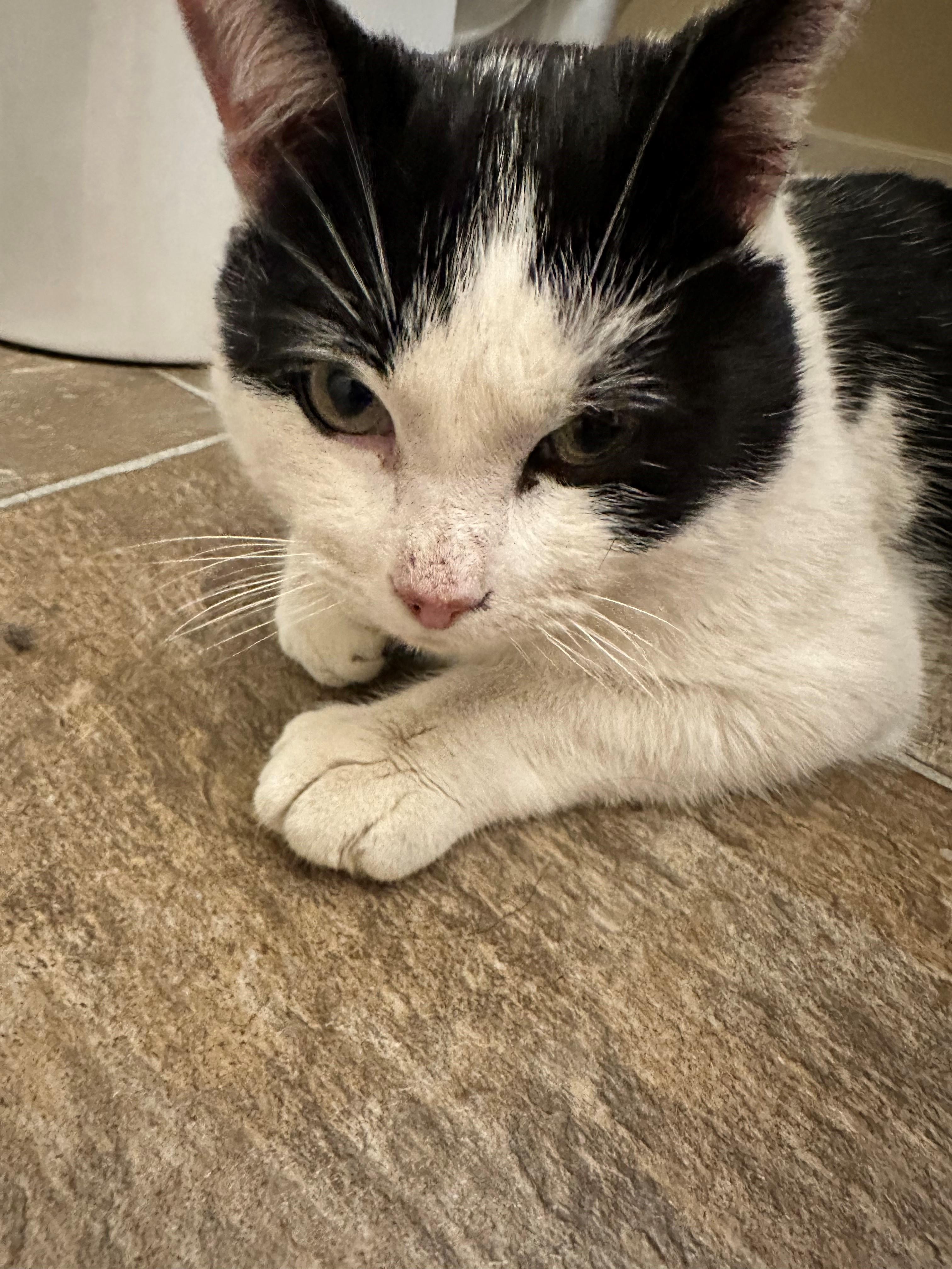 Hector, Adopted, Adult Male Domestic Short Hair.