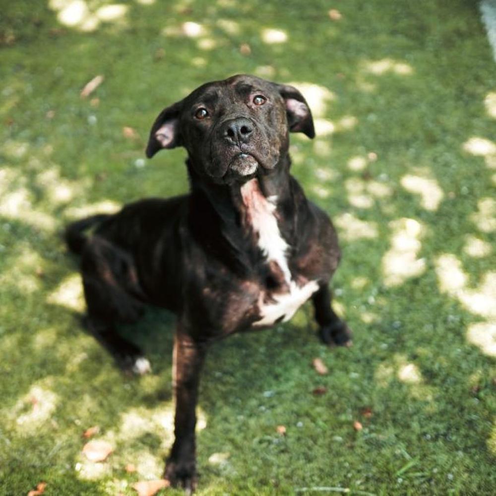 Enlarge Roxy, a Adoptable mixed breed in Hartsville , TN image 1/4