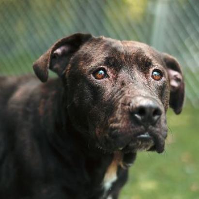 Enlarge Roxy, a Adoptable mixed breed in Hartsville , TN image 4/4