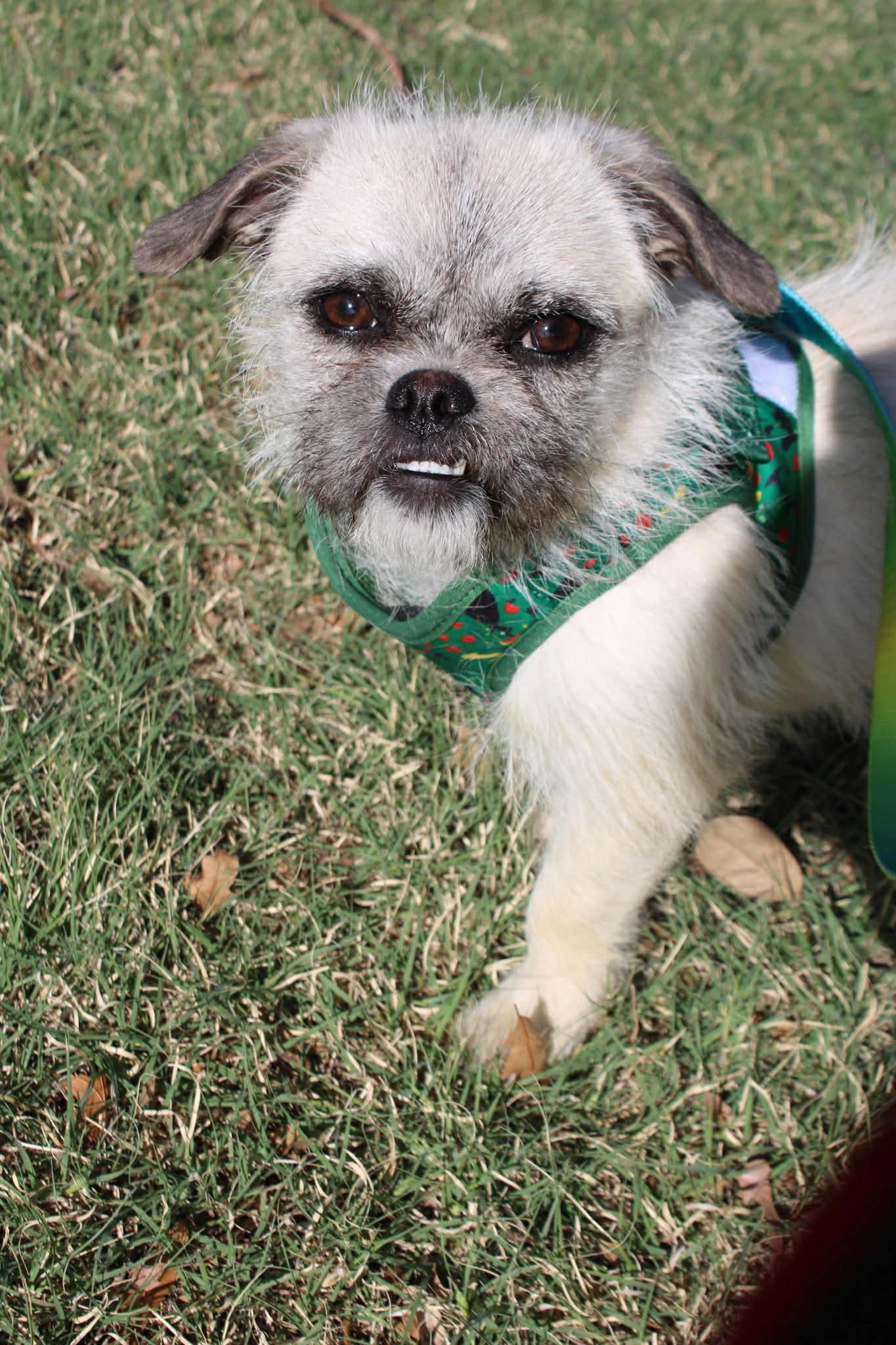 Enlarge Appa, a ADOPTABLE mixed breed in Piedmont, OK image 1/4