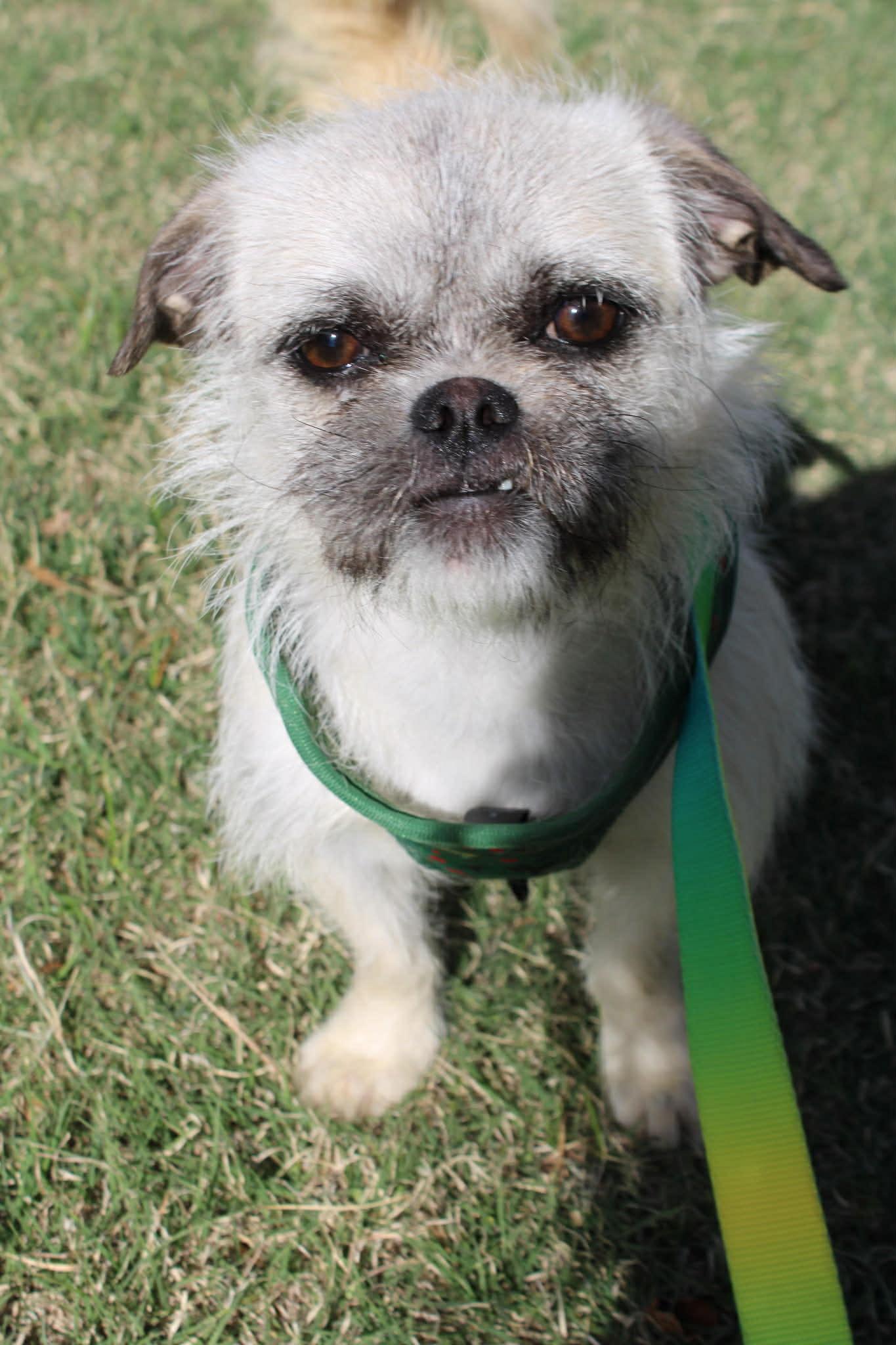 Enlarge Appa, a ADOPTABLE mixed breed in Piedmont, OK image 2/4