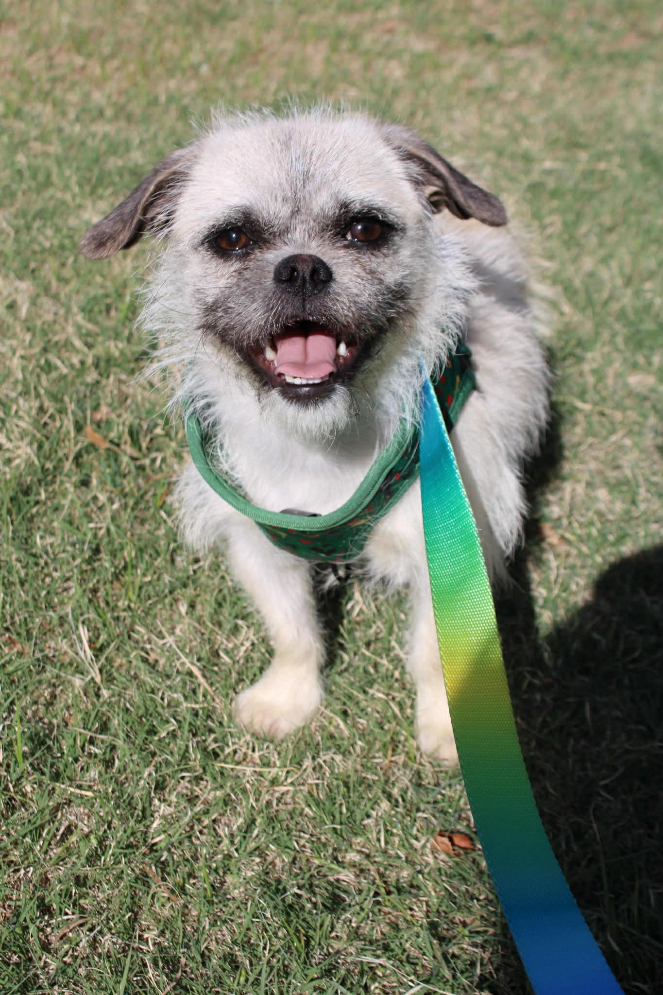 Enlarge Appa, a ADOPTABLE mixed breed in Piedmont, OK image 3/4