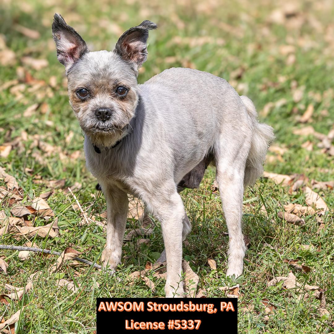 Ross, Adoptable, Senior Male Shih Tzu.
