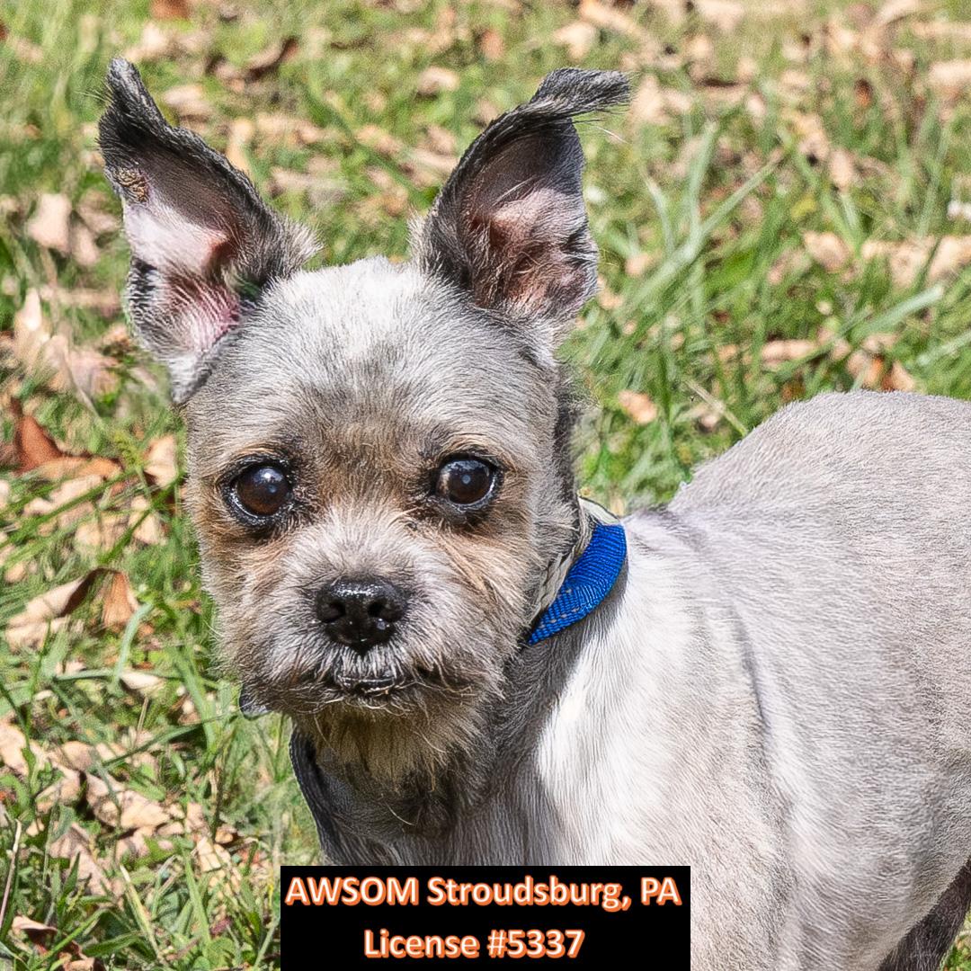 Enlarge Ross, a Adoptable mixed breed in Stroudsburg, PA image 2/2