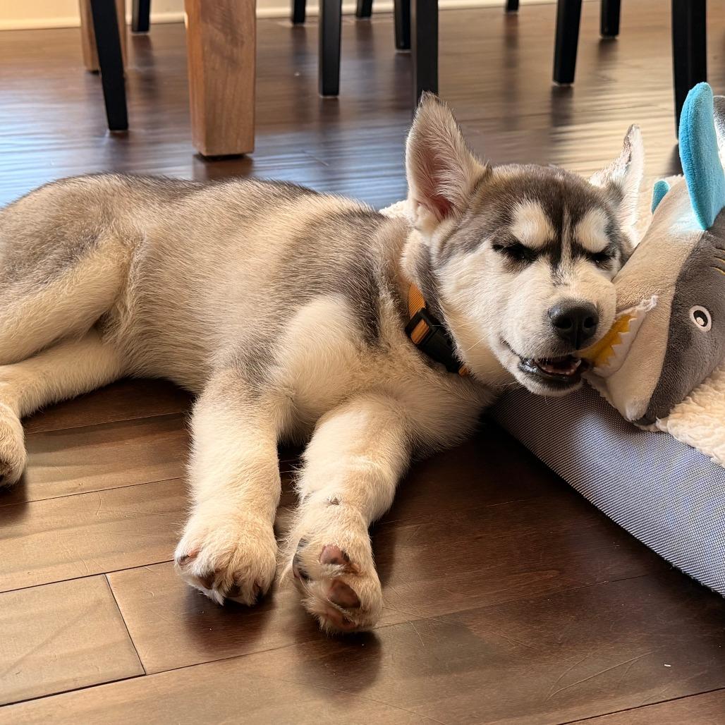 Andy, a Adoptable Husky in Chaska, MN image 1/5