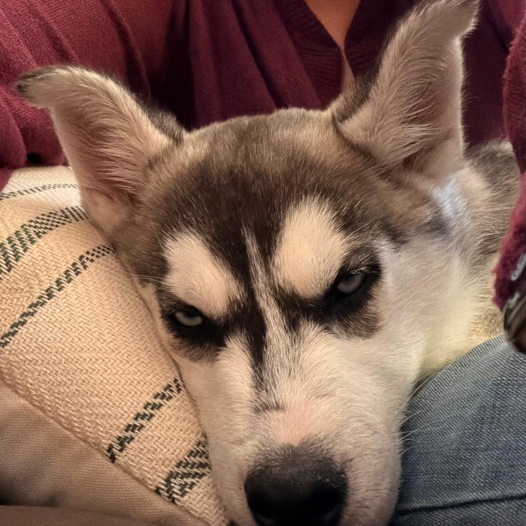 Andy, a Adoptable Husky in Chaska, MN image 2/5