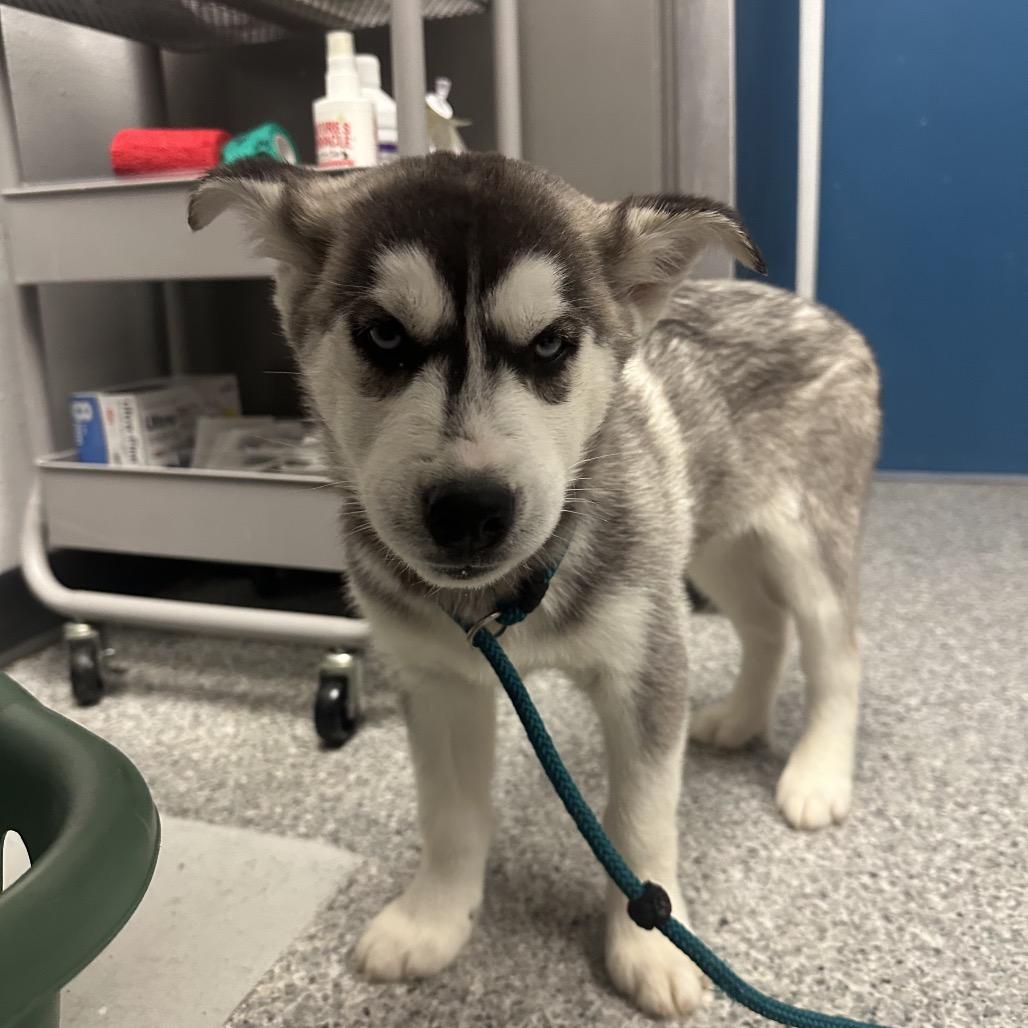 Andy, a Adoptable Husky in Chaska, MN image 4/5