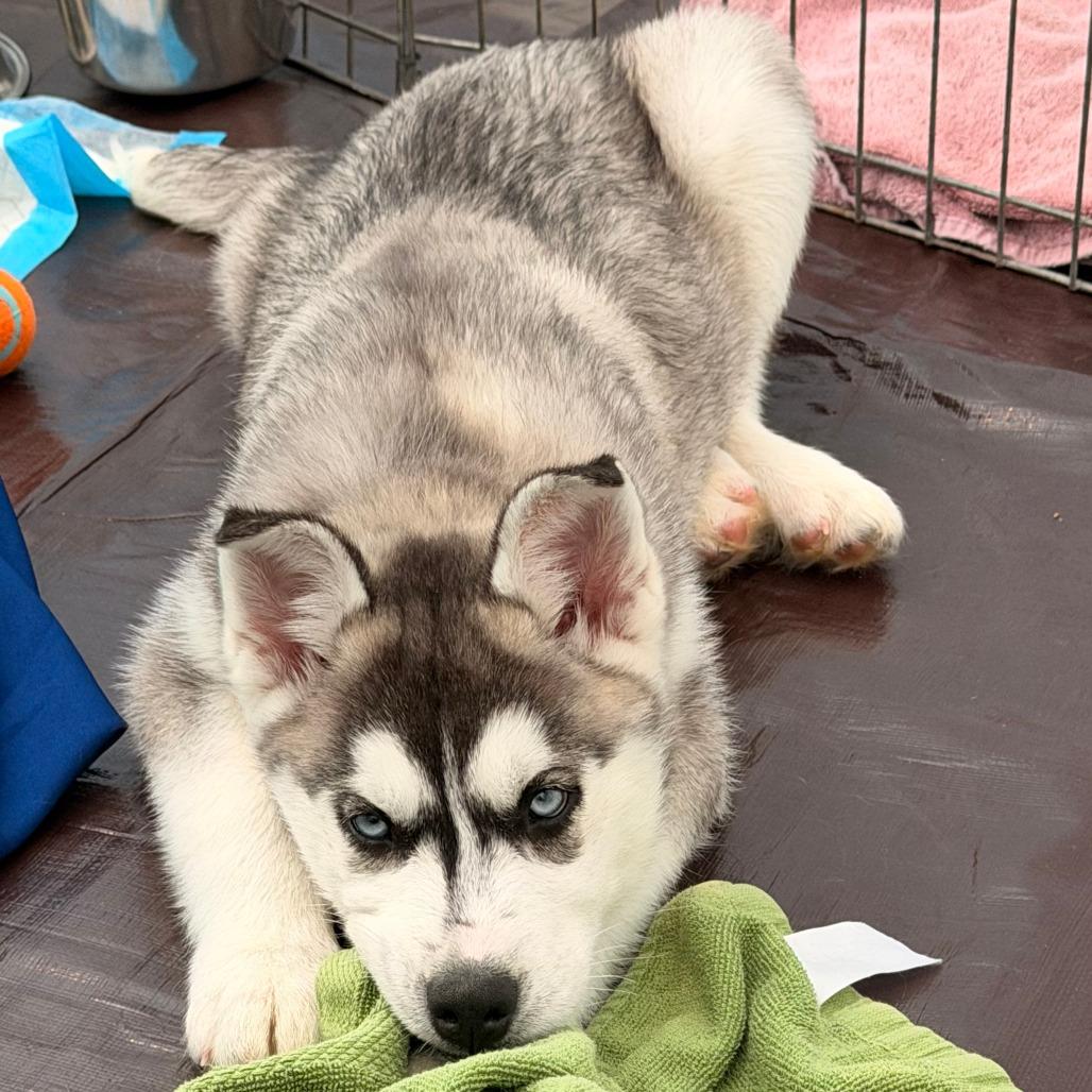 Andy, a Adoptable Husky in Chaska, MN image 5/5