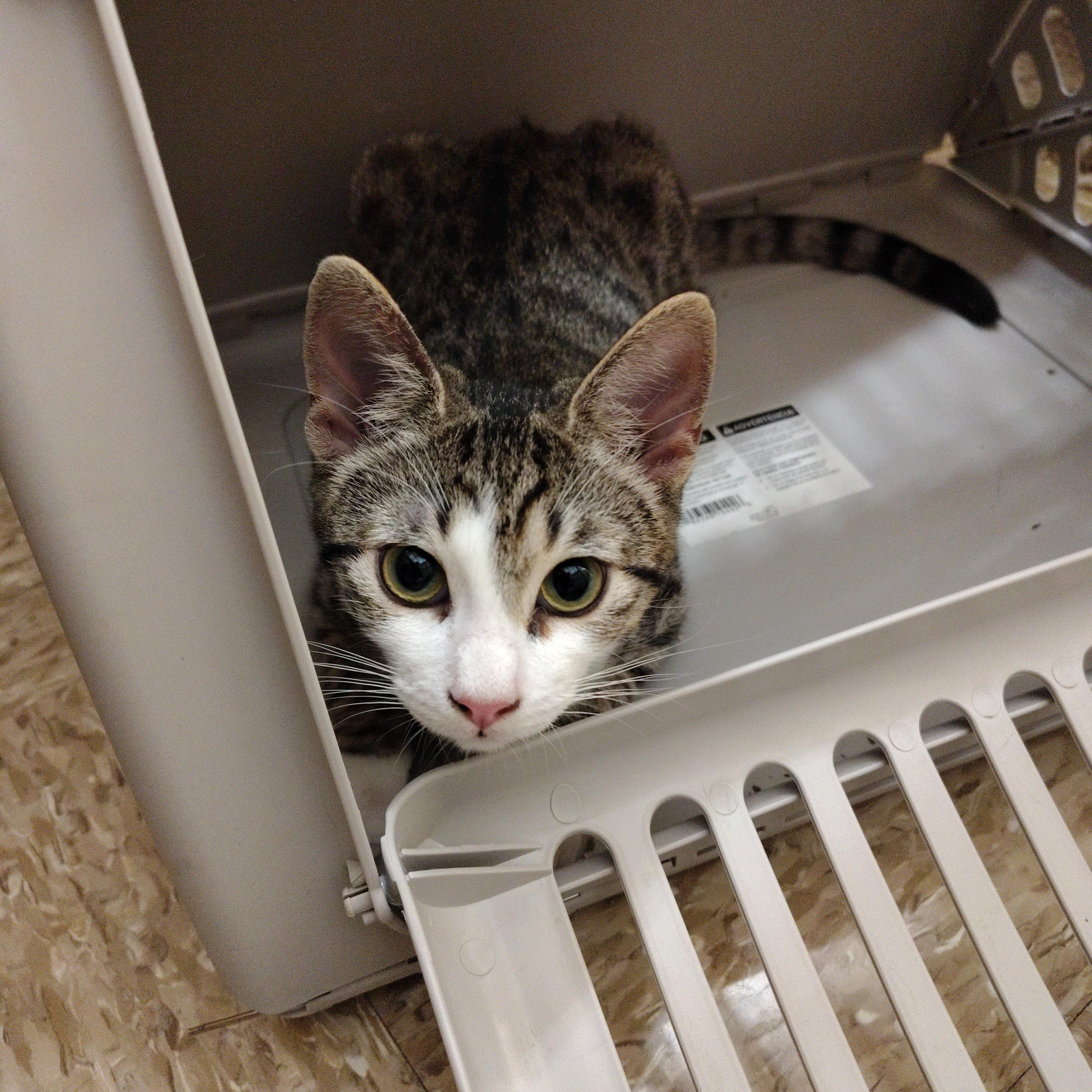Enlarge Dumpling, a Adoptable Domestic Short Hair in Arlington, TX image 3/5