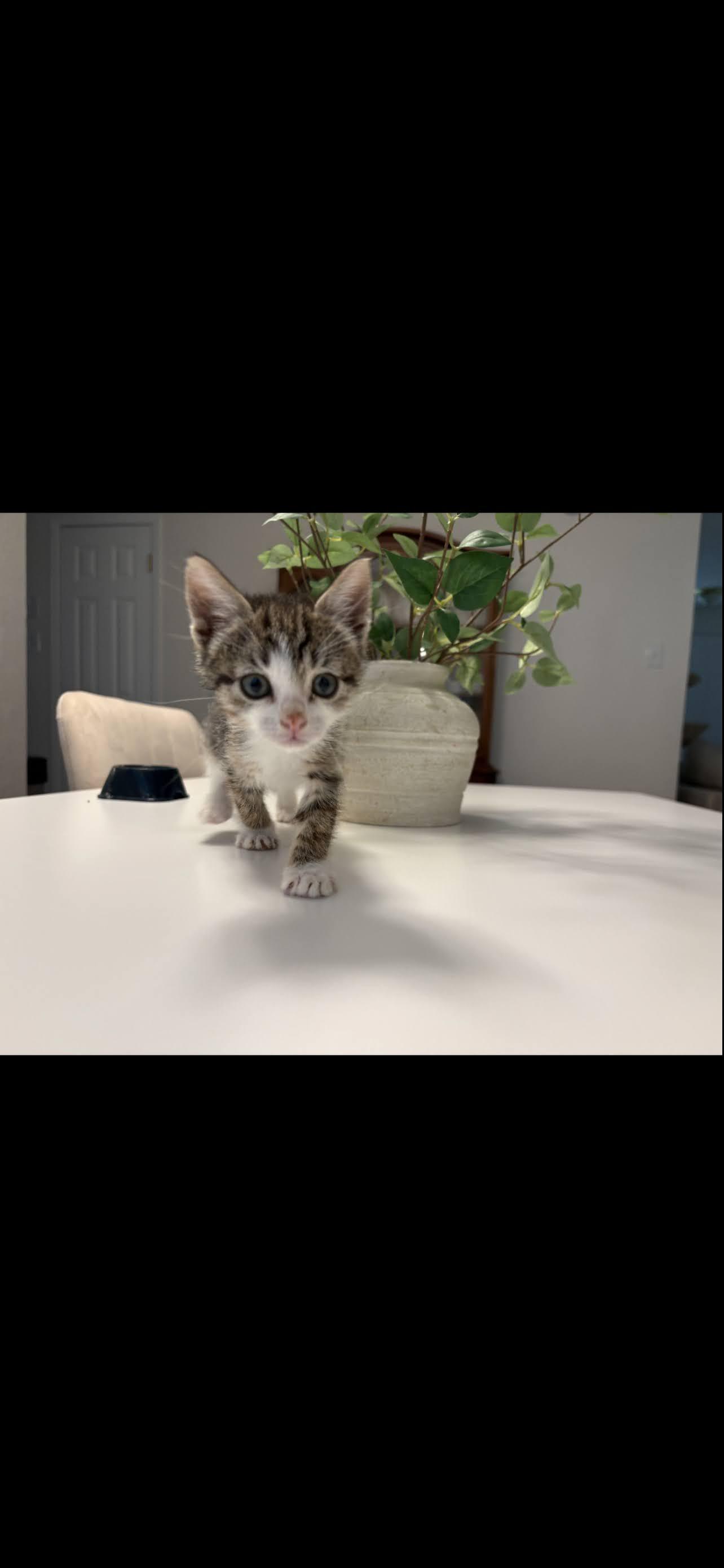 Dumpling, ADOPTABLE, Kitten Female Domestic Short Hair.