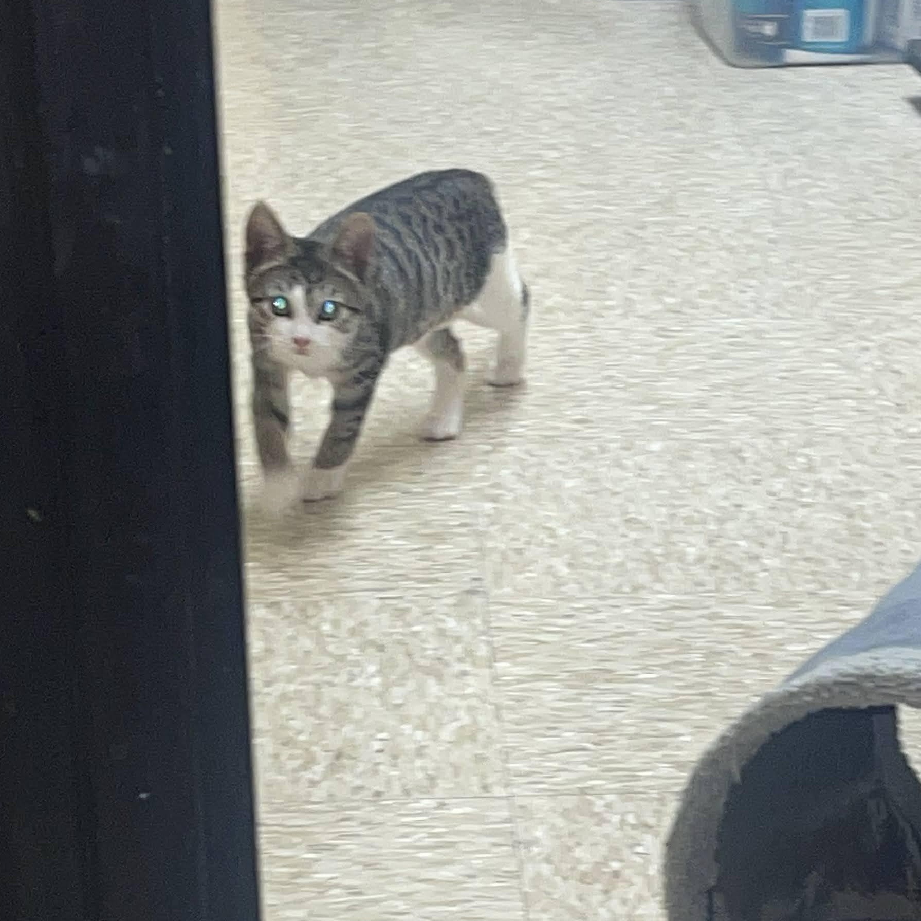 Dumpling, a ADOPTABLE Domestic Short Hair in Arlington, TX image 2/2