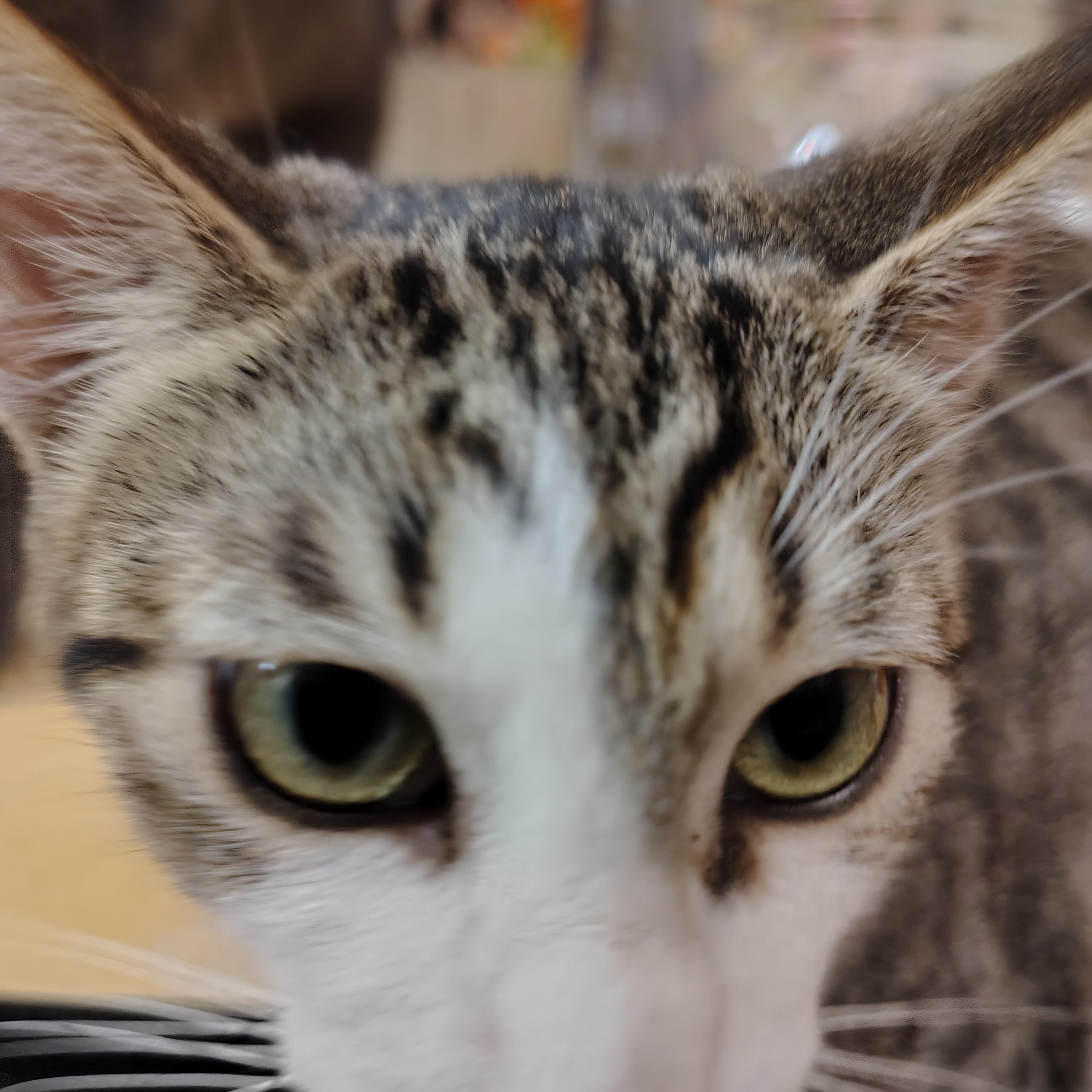 Enlarge Dumpling, a Adoptable Domestic Short Hair in Arlington, TX image 5/5