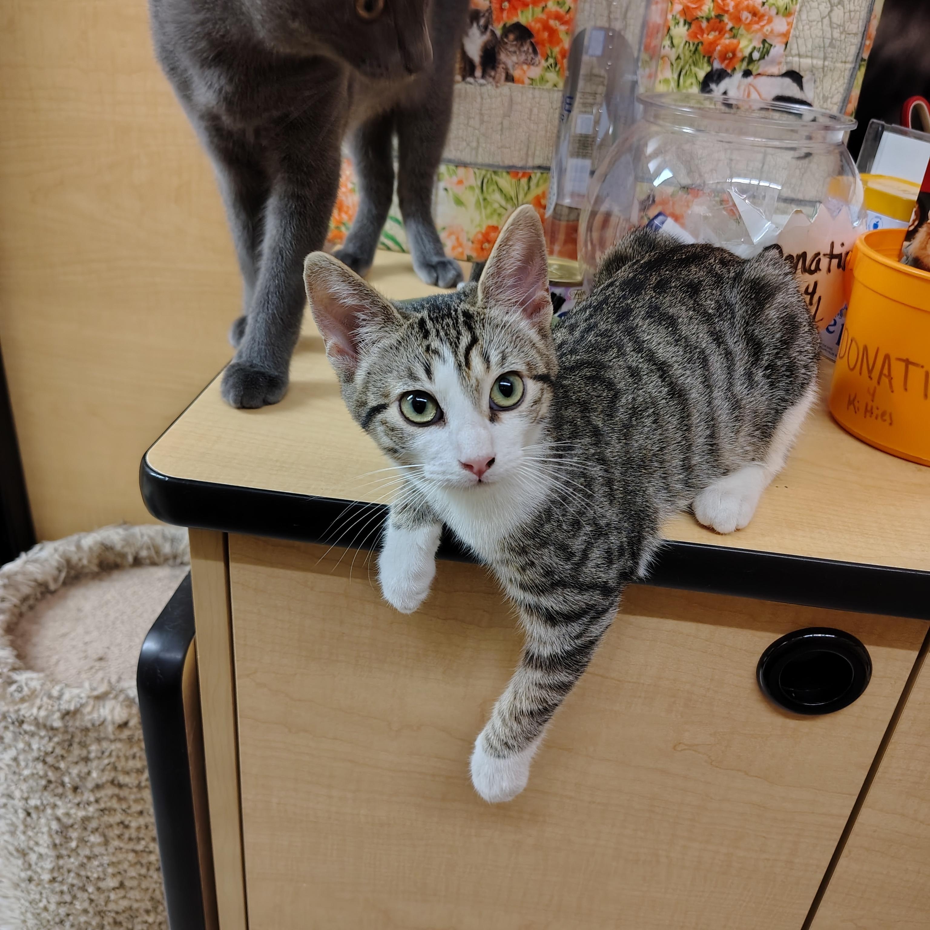 Enlarge Dumpling, a Adoptable Domestic Short Hair in Arlington, TX image 4/5