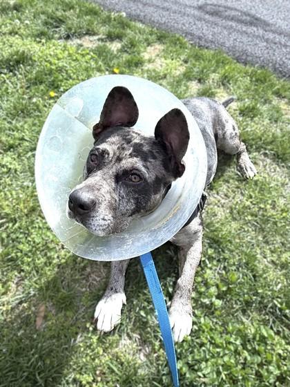 Enlarge Dior, a Adoptable mixed breed in Washington, DC image 1/3