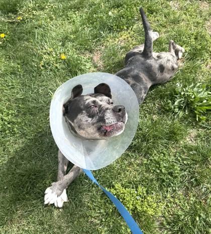 Enlarge Dior, a Adoptable mixed breed in Washington, DC image 2/3