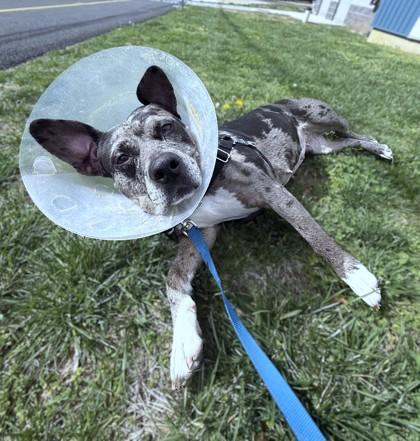 Enlarge Dior, a Adoptable mixed breed in Washington, DC image 3/3