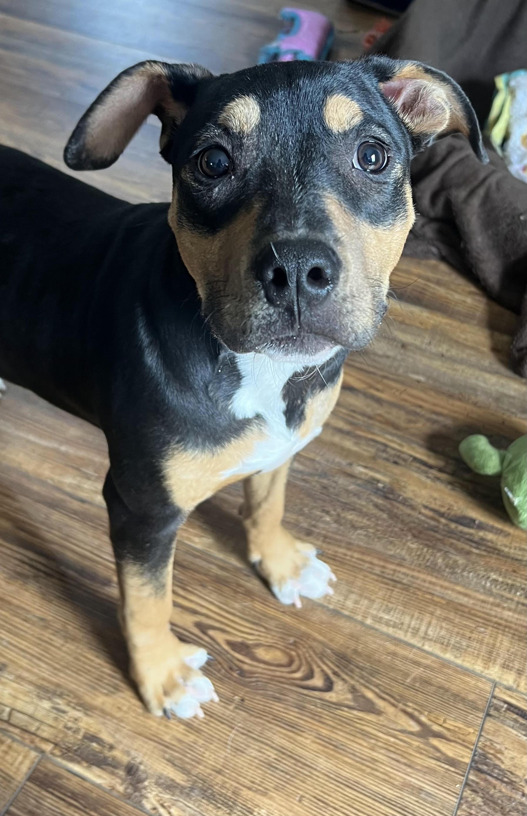 Maxi  Now Known thumbnail 2