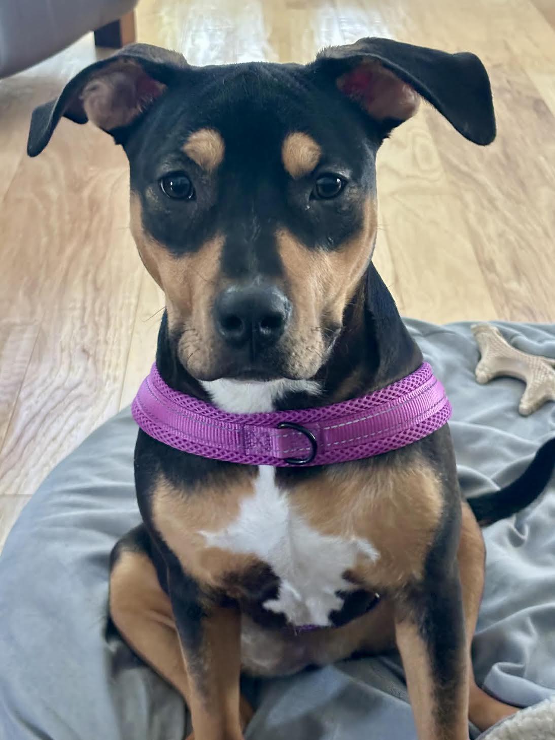 Enlarge Maxi  now known as Marni - Come Meet Me, an adoptable mixed breed in Medfield, MA image 4/6