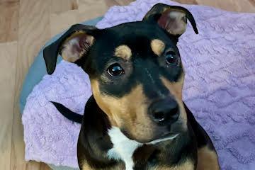 Enlarge Maxi  now known as Marni - Come Meet Me, an adoptable mixed breed in Medfield, MA image 2/6