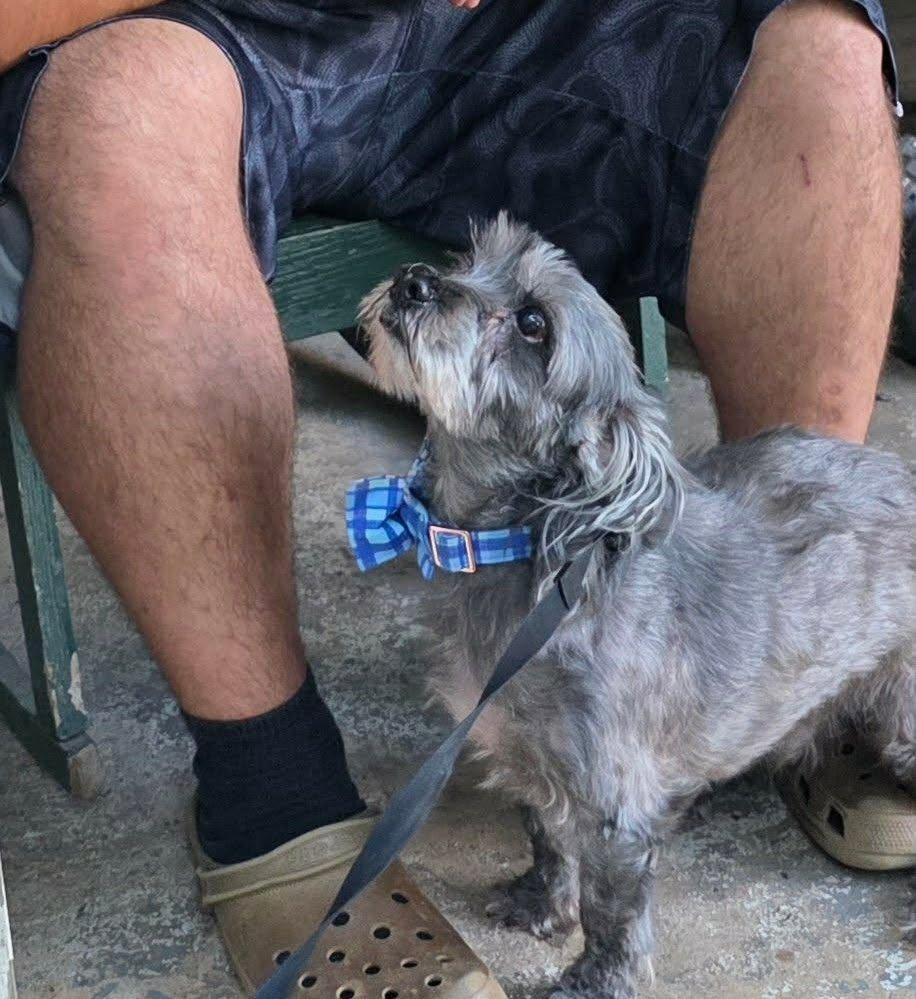 Enlarge Chester, a Adoptable mixed breed in Hayesville, NC image 2/6