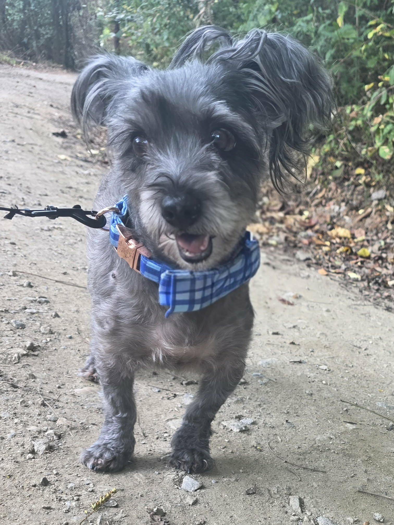 Chester, Adoptable, Senior Male Miniature Schnauzer.