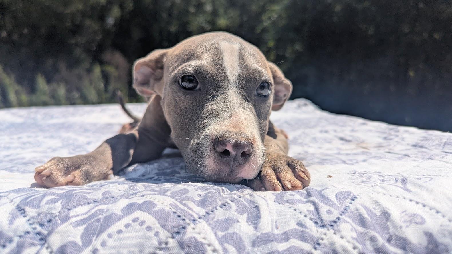 Enlarge LIBBY, a Adopted Pit Bull Terrier in Fosters, AL image 4/4
