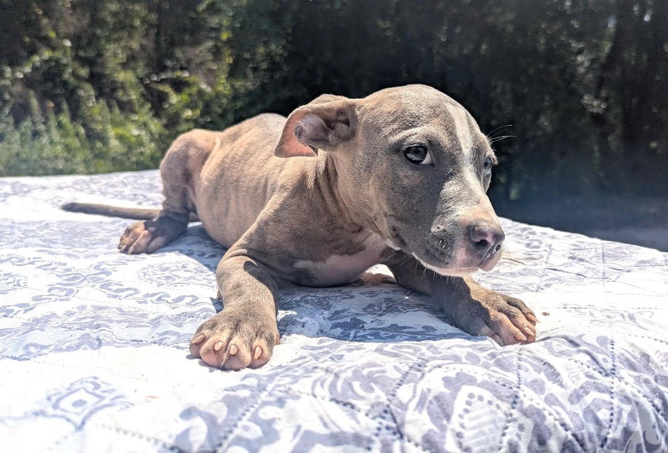 Enlarge LIBBY, a Adopted Pit Bull Terrier in Fosters, AL image 1/4