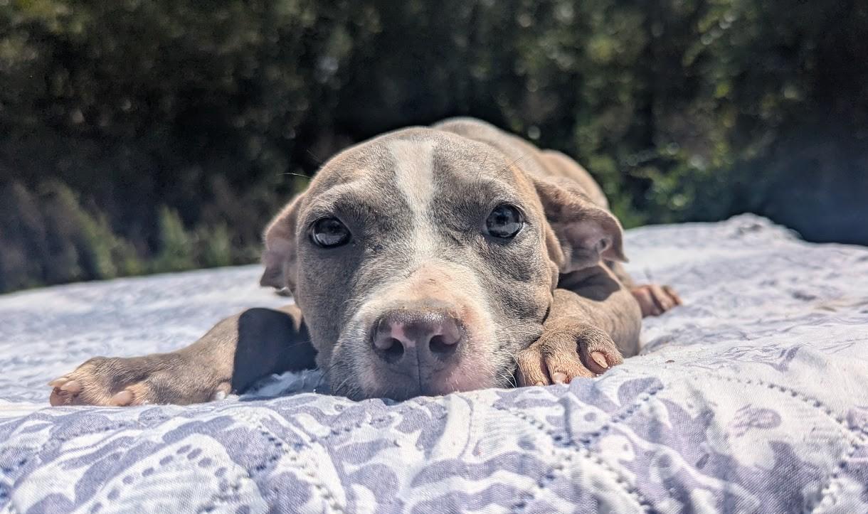 Enlarge LIBBY, a Adopted Pit Bull Terrier in Fosters, AL image 2/4