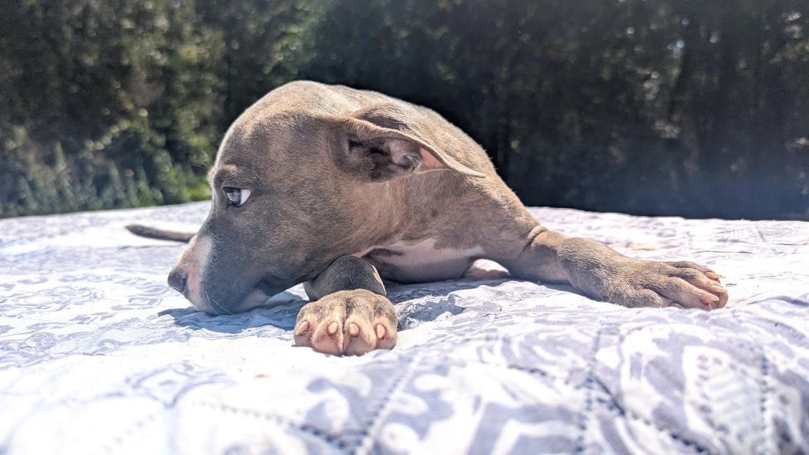 Enlarge LIBBY, a Adopted Pit Bull Terrier in Fosters, AL image 3/4
