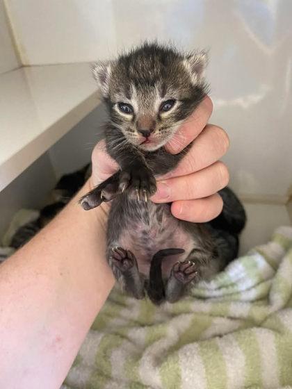 Meowzart, Adoptable, Kitten Male Domestic Short Hair & Domestic Short Hair.